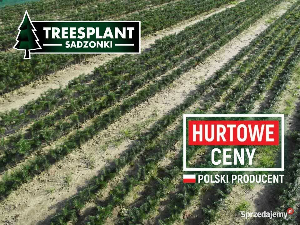 Jodła Kaukaska 1220 sadzonki na plantacje świerk wielkopolskie Poznań