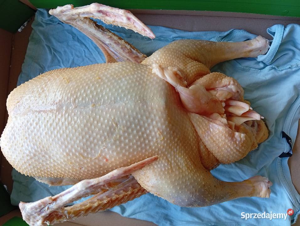 Gęsi z wolnego wybiegu Sulęczyno