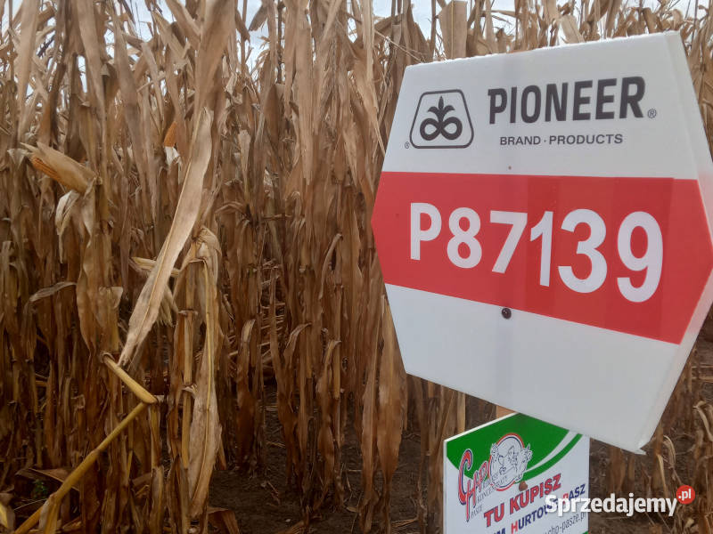 Nasiona kukurydzy Pioneer P87139 FAO K250 Niechanowo sprzedam