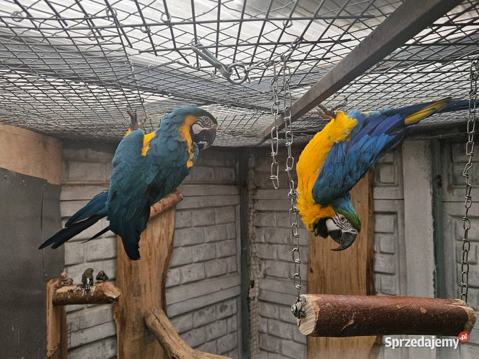Sprzedam Arara arauna Para Gostyń