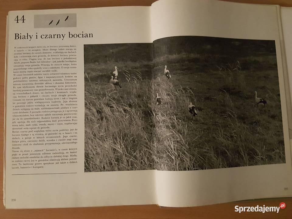 ALBUM Polowanie z kamerą Jaroslav Holeek Złotniki