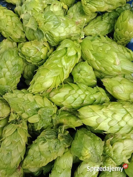Chmiel Hops Hopfen MAGNUM Bochotnica