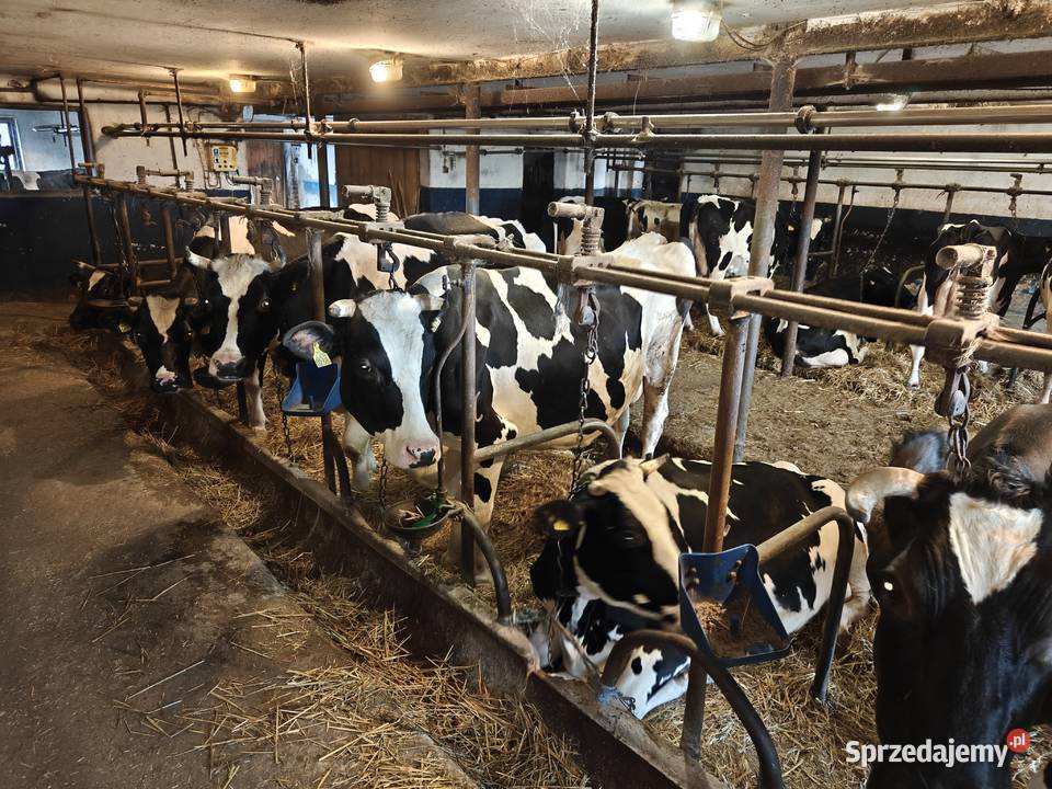 Krowy zacielone rasy HF spod oceny Lublin