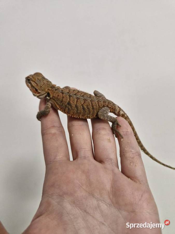 Agama Brodata rożne odmiany barwne w roznym dolnośląskie Oława