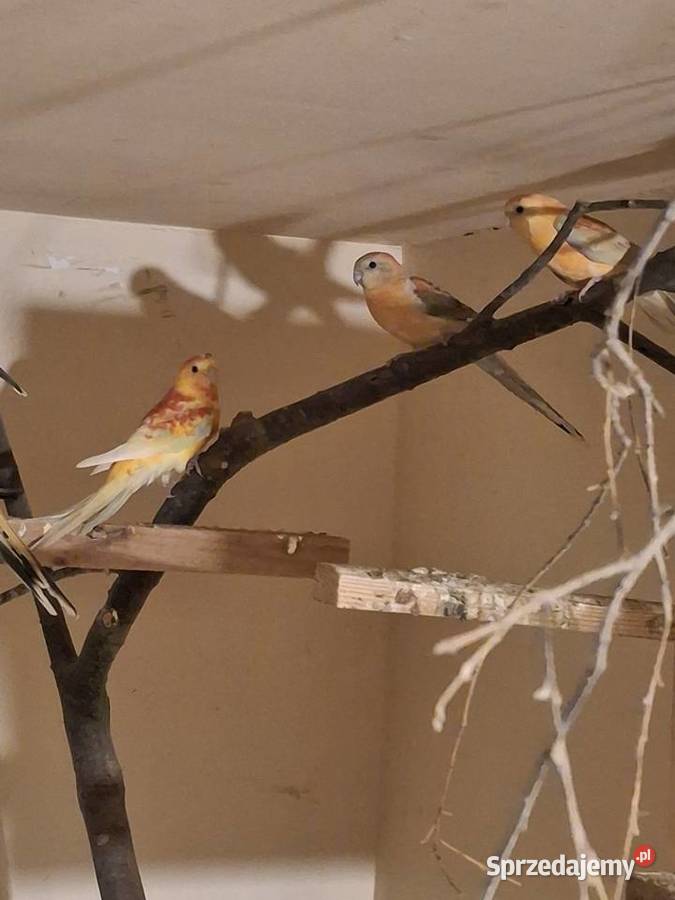 Świergotki Ptaki Brzesko