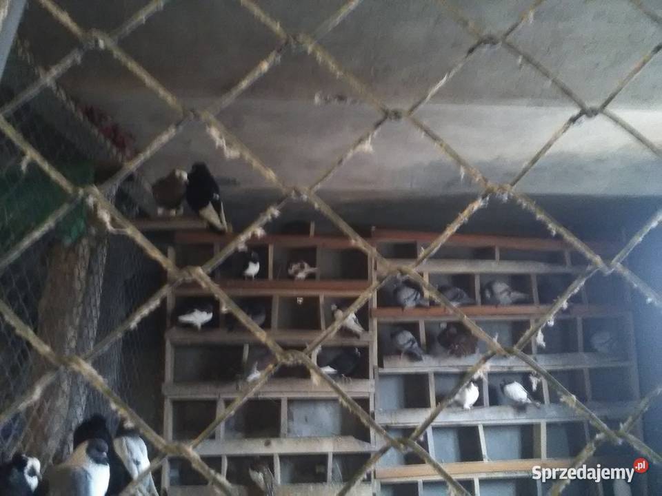 Gołębie 25 magane i inne świętokrzyskie Pińczów sprzedam