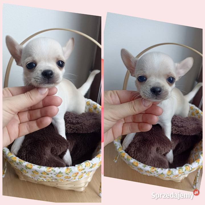 Mini Suczka kremowo biała chihuahua krótkowłosa łódzkie Bełchatów