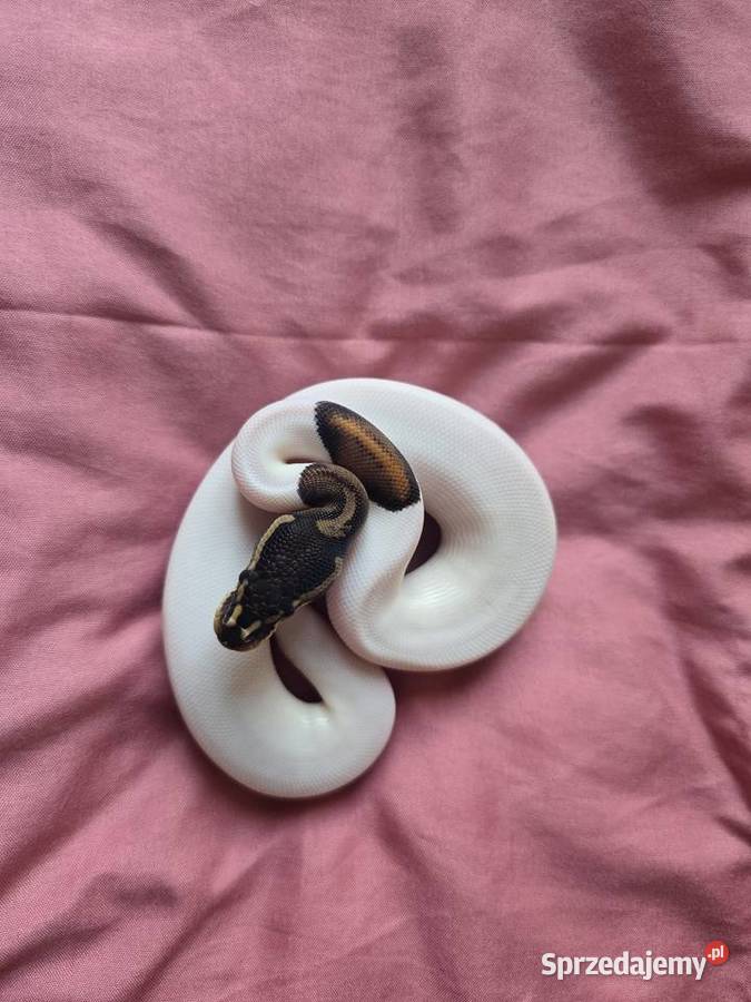 Pyton królewski BP Pied podlaskie Suwałki