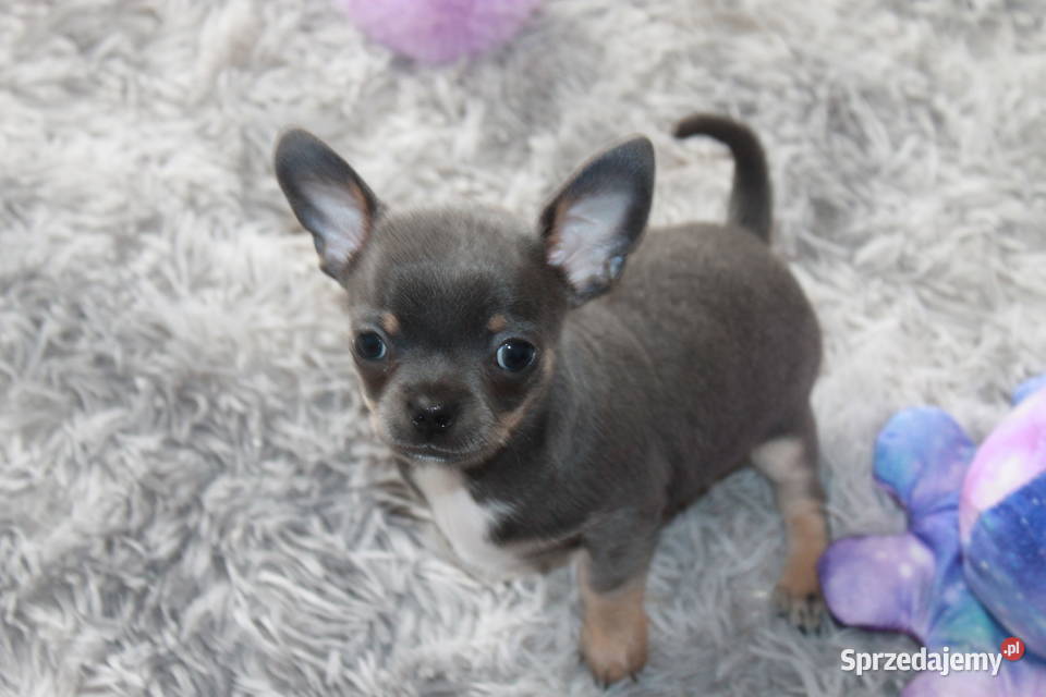 Chihuahua błękitny krótkowłosy chłopiec ZKwP FCI Chihuahua Świnoujście