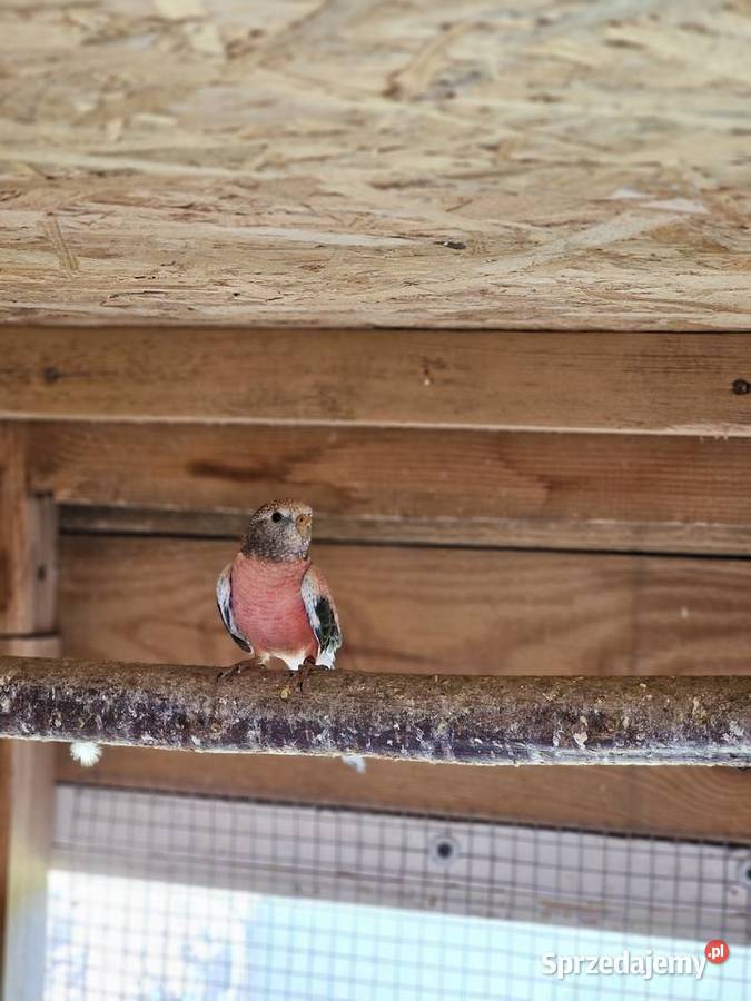 Papugi lilianki Zamość