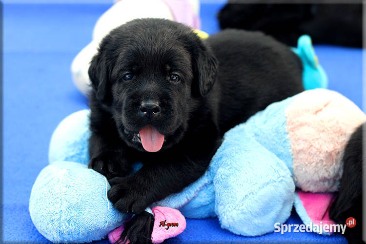 Czarne szczenięta rasy Labrador Retriever mazowieckie