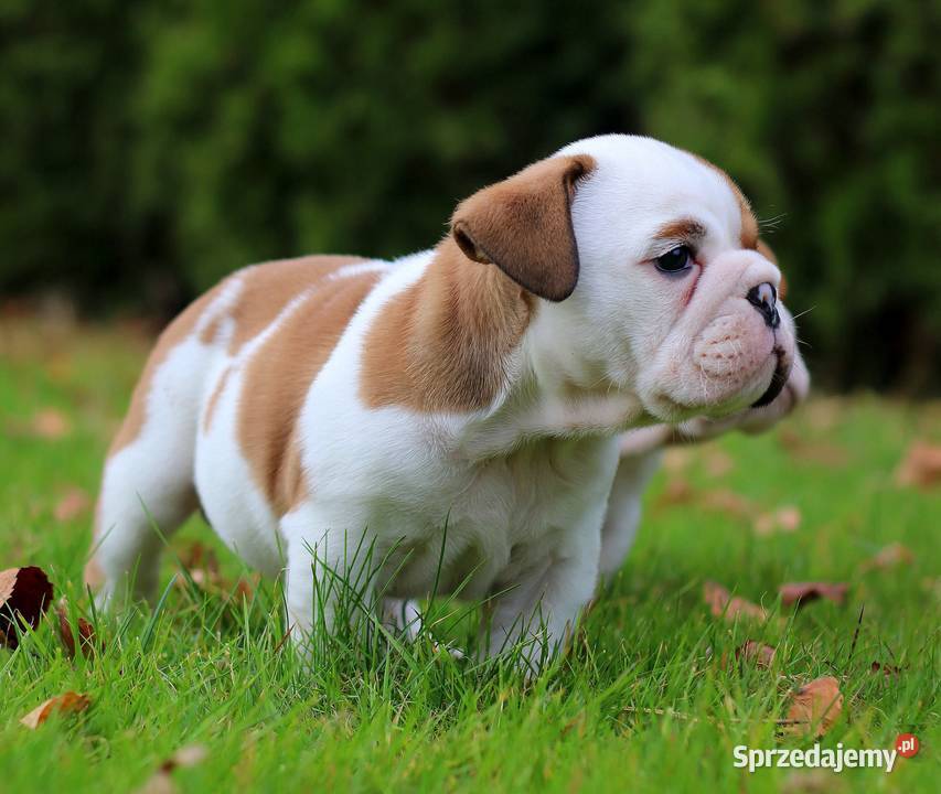 Buldog angielski ZKwP FCI Świerklany sprzedam
