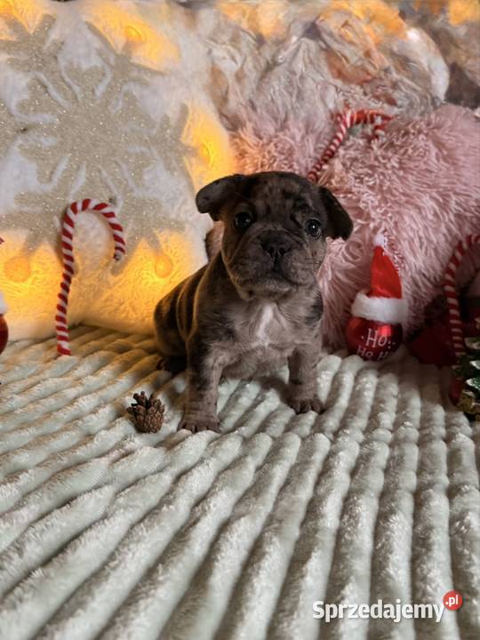 Buldog francuski do rezerwacji Częstochowa