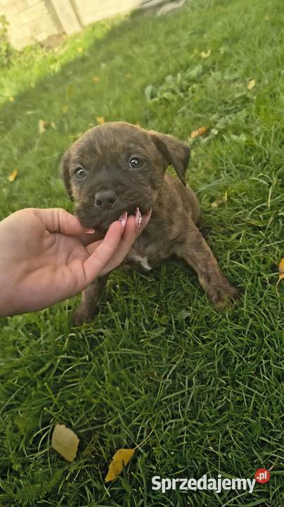Pieski Amstaf samce lubelskie Poniatowa sprzedam