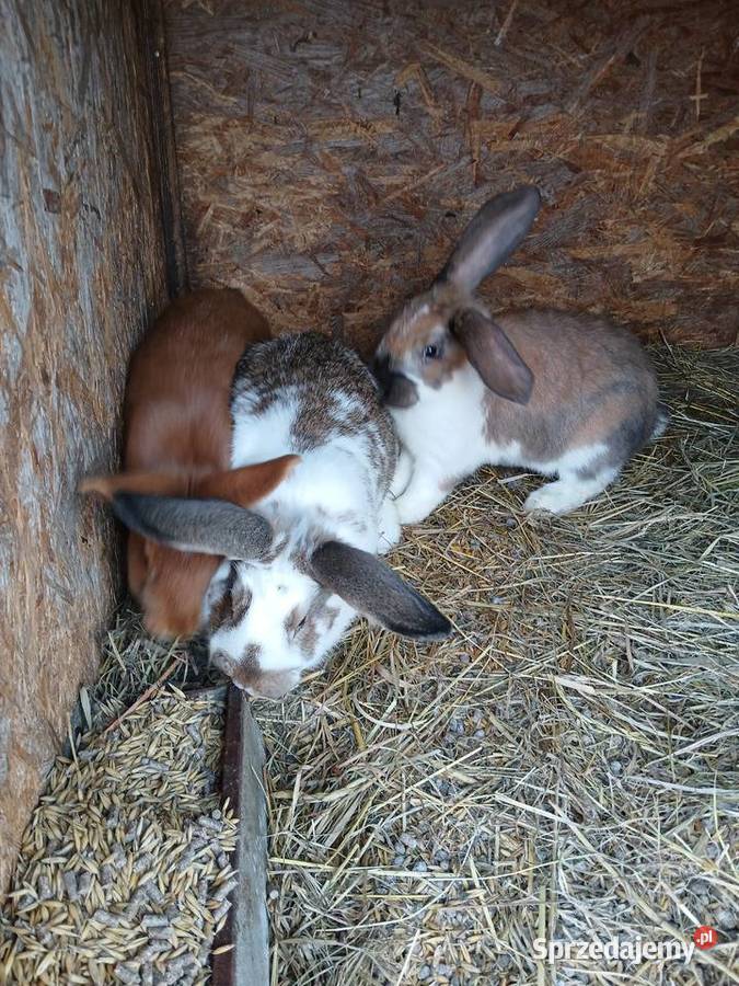 Młode króliki mieszańce szukają domu Paprotnia sprzedam