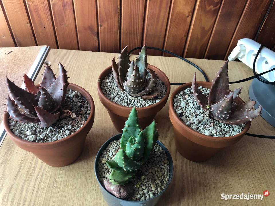 Aloes aculeata 4 piękne rośliny w komplecie Piastów
