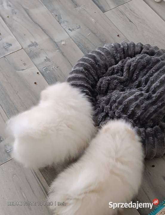 Szpic miniaturowy Przepiękne misie Warszawa