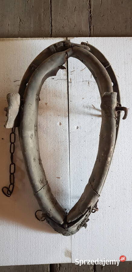 Homonto konia Zgorzelec