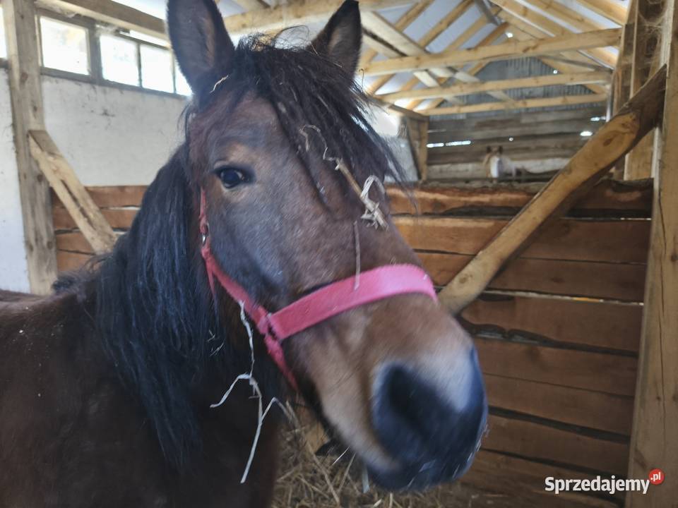 Źróbka huculska Bokinka Pańska sprzedam