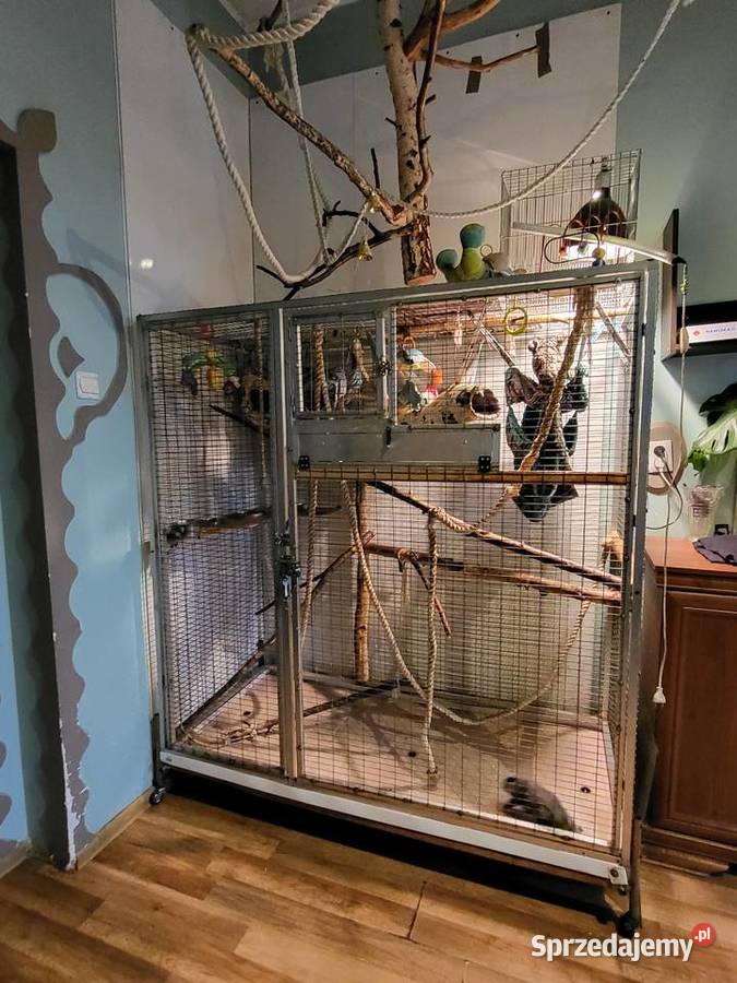 Małpki marmozetki para Racibórz