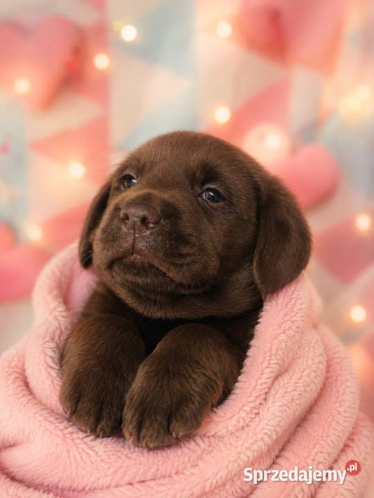 Labrador Retriever Czekoladka wspaniałej budowy Zwierzęta Kielce