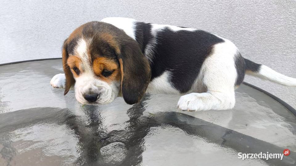 szczeniak pies Beagle rodowód Psy podlaskie Bielsk Podlaski