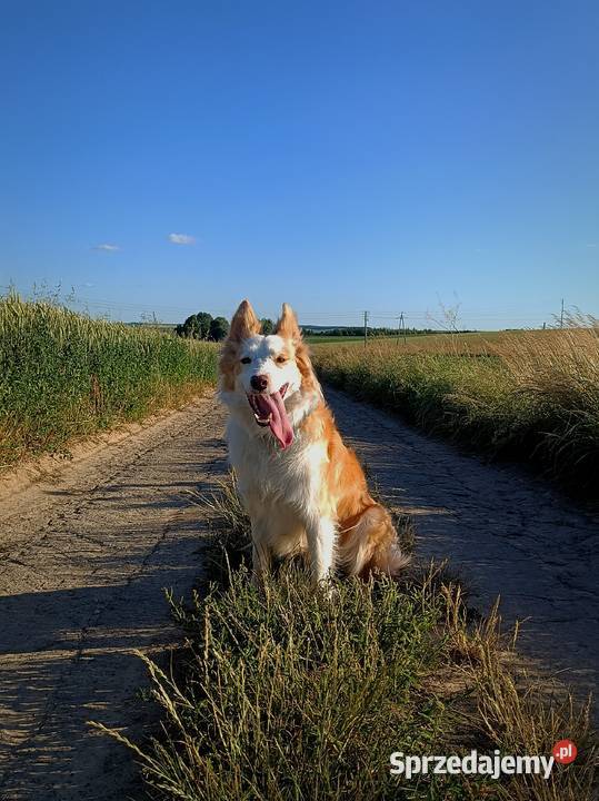 Border collie sable merle
