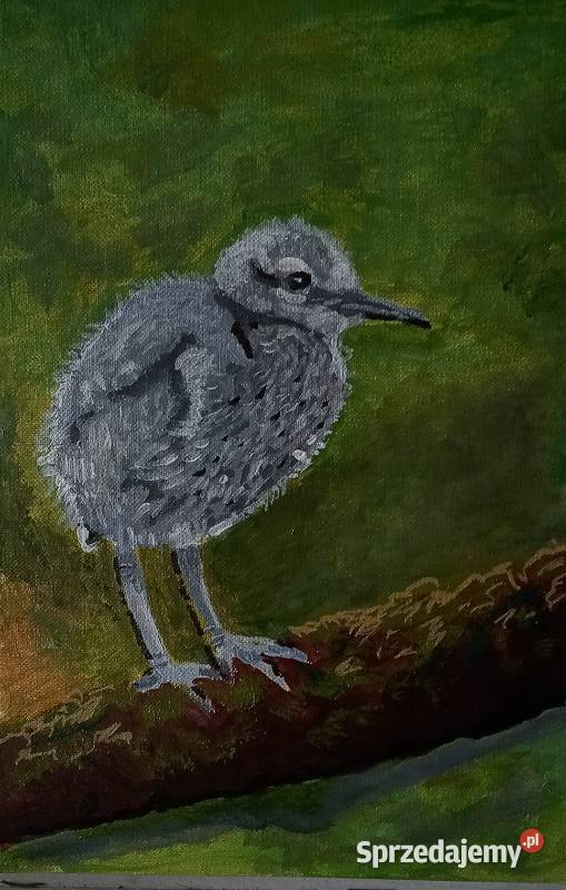pisklę czapli akryle A5