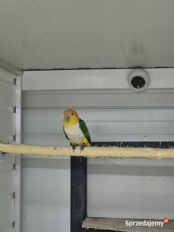 Barwinki pary lęgowe Rakoniewice sprzedam