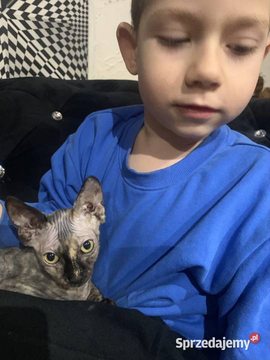 Sfinks Kanadyjski Diablica tygryska do odbioru Sfinks Leszno