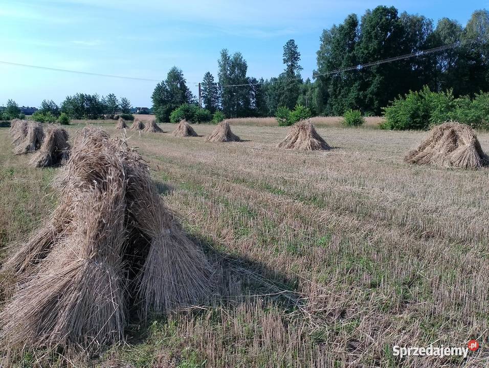 Słoma żytnia prosta skoszona snopowiązałką świętokrzyskie Kielce