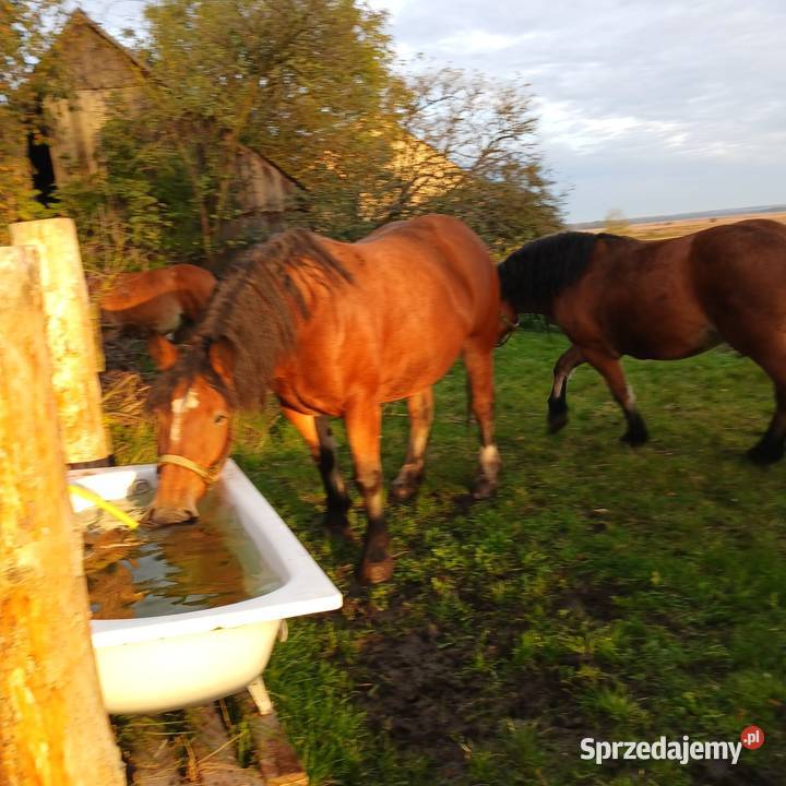 Sprzedam konie Waniewo sprzedam