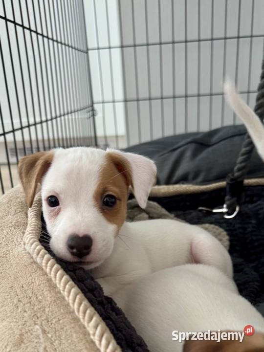 Wyjątkowy Jack Russell Terrier Rodowód Pasja i Poznań