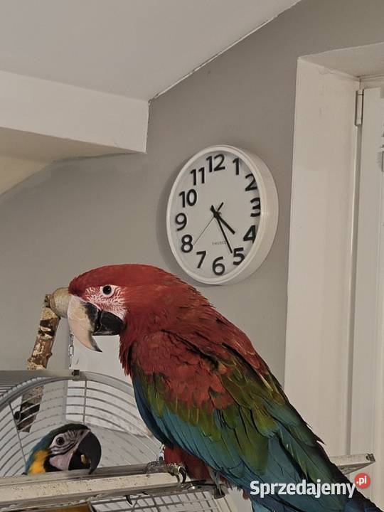 Ara Chloroptera samiec RK Olkusz