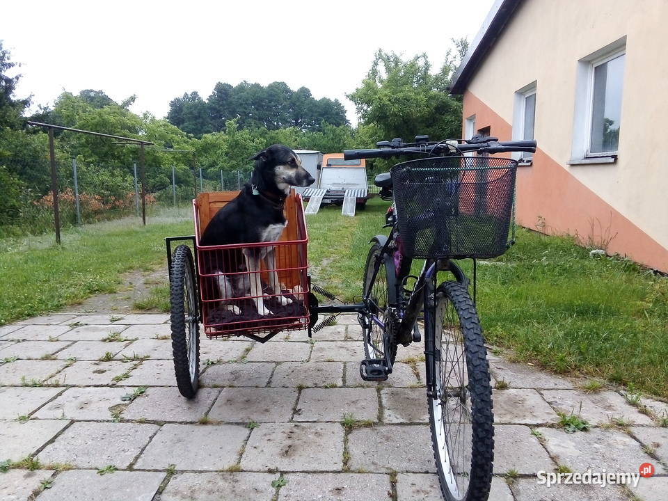Rower z koszem wózkiem bocznym Wózek boczny Kosz Łódź