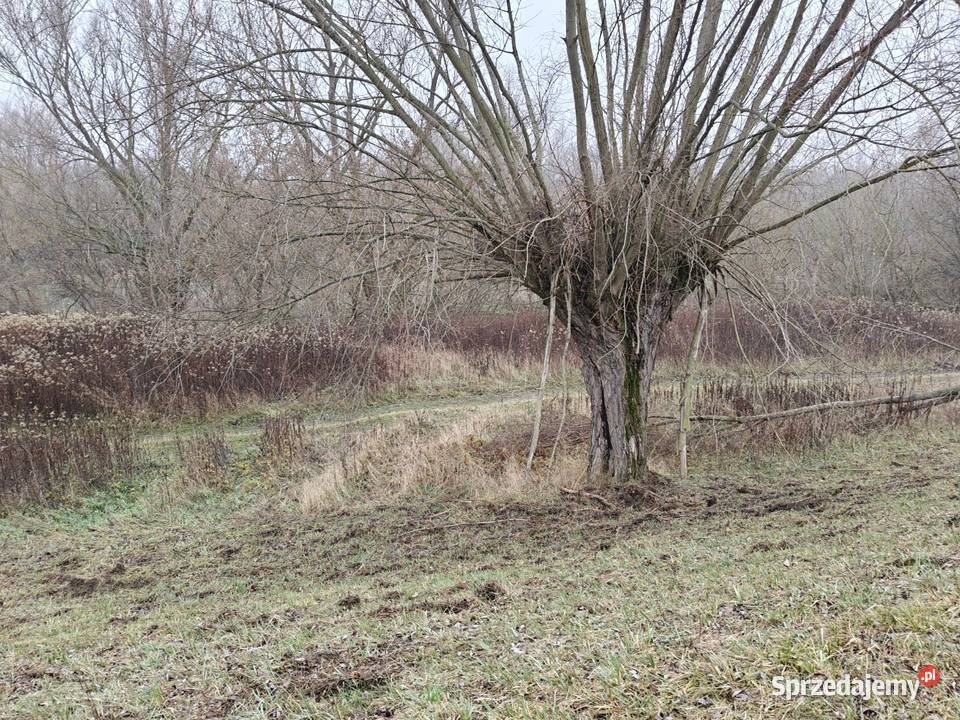 Syndyk sprzeda Glinki rolna