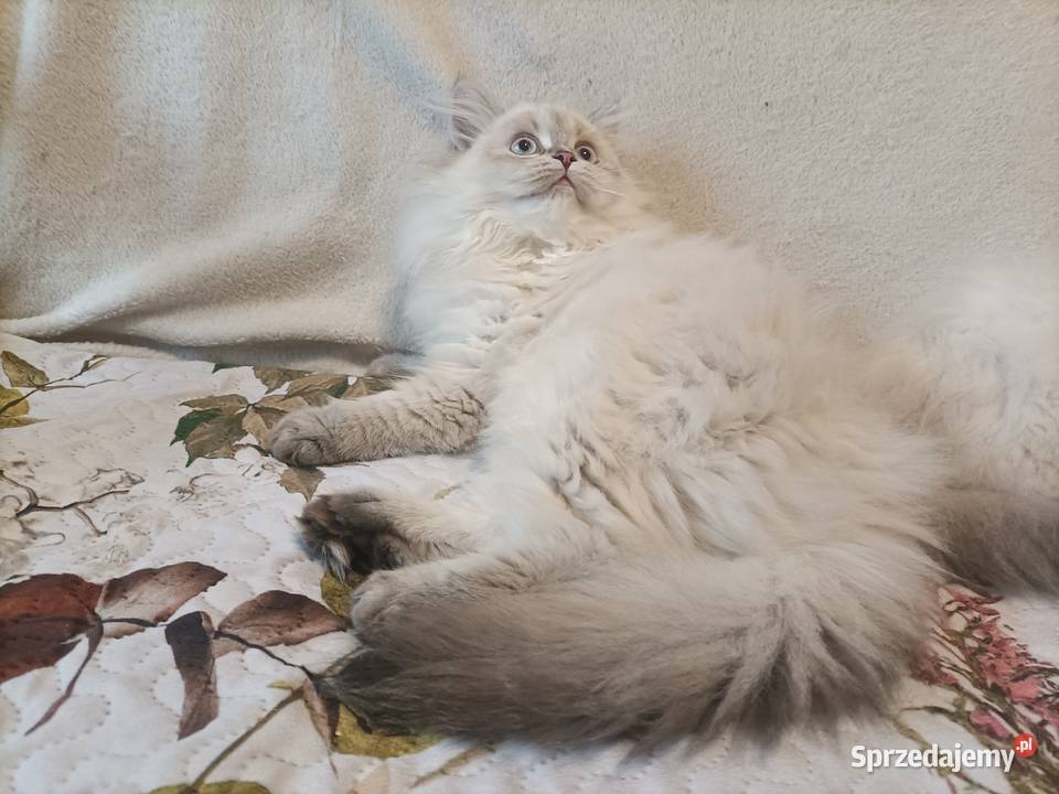 Kot brytyjski kotka brytyjska długowłosy Częstochowa
