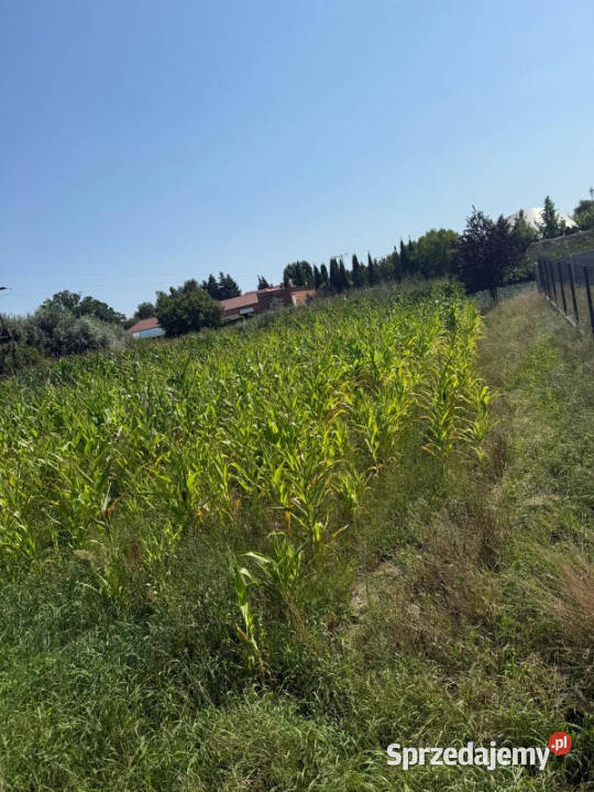 Sulęcinek Kopczynowo Leśna Bez pośrednika