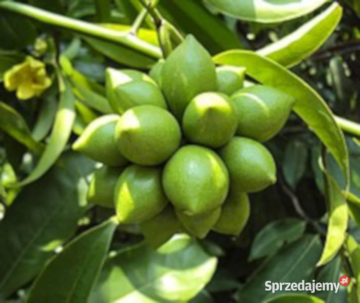 BHANDARI Artabotrys hexapetalus NASIONA 13 sztuk Lubanie