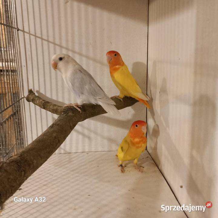 Nierozłączki czerwonoczelne z 2025r Garwolin