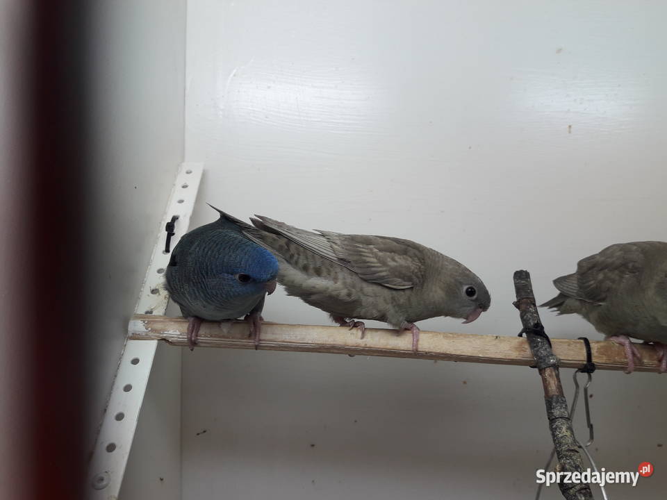 Stokówka prążkowana katarzynki Pobiedziska