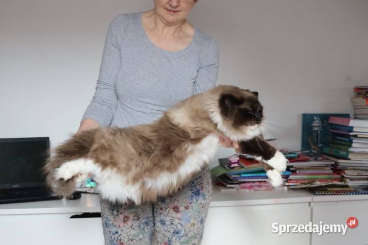 Kocur ragdoll 7 lat Wrocław sprzedam