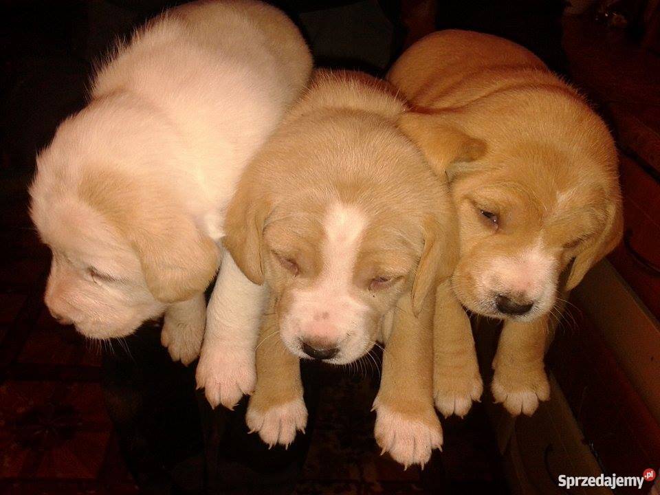 sprzedam Beagle Tarnów