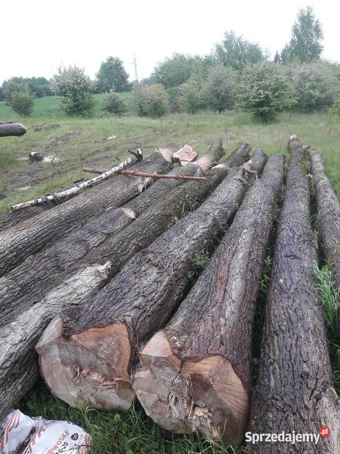 Topola drewnodrzewo tartaczne Chełm sprzedam