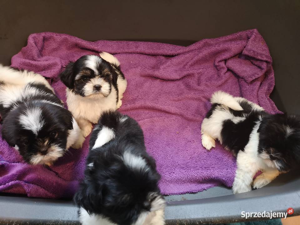 SHIH TZU SUCZKA Szczeniaczek Biało czarna Szczecinek sprzedam