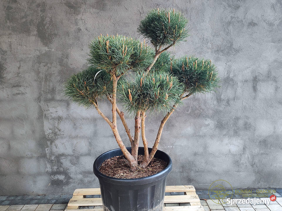 Sosna pospolita formowana 090 NIWAKI BONSAI Ogród Gdańsk