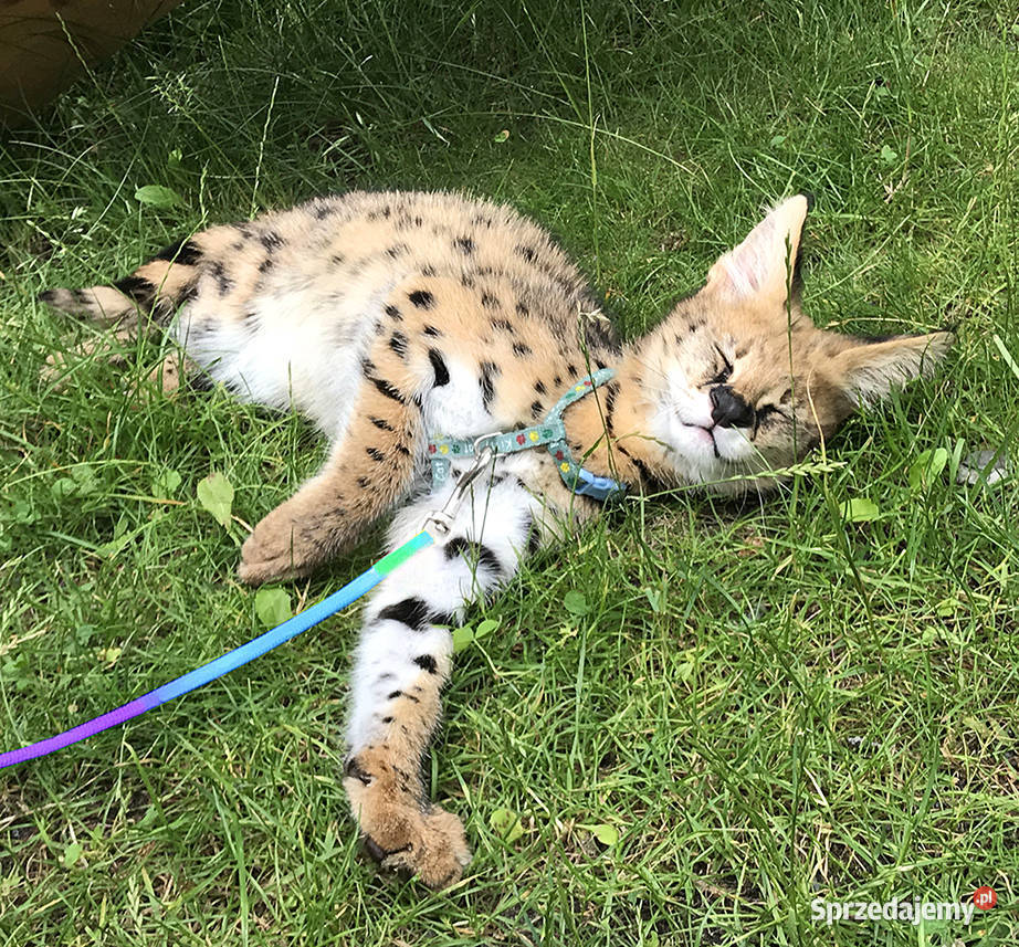 Piękny młody Serwal Afrykański Leptailurus Pozostałe sprzedam
