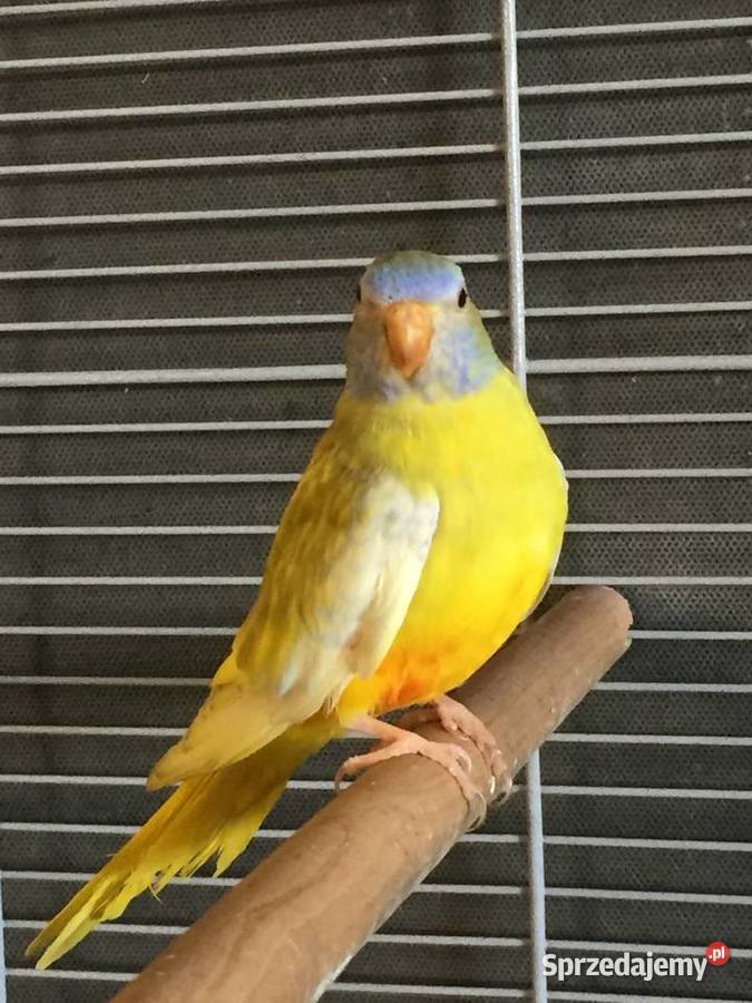 Łąkówki wspaniałe