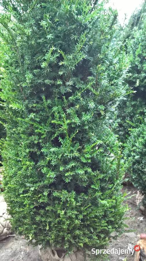 Cis Baccata Mega Wysoki Żywopłot Mszczonów