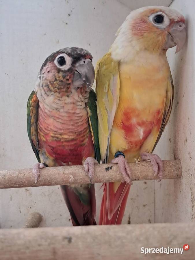 RudosterkaRudosterki Tryńcza